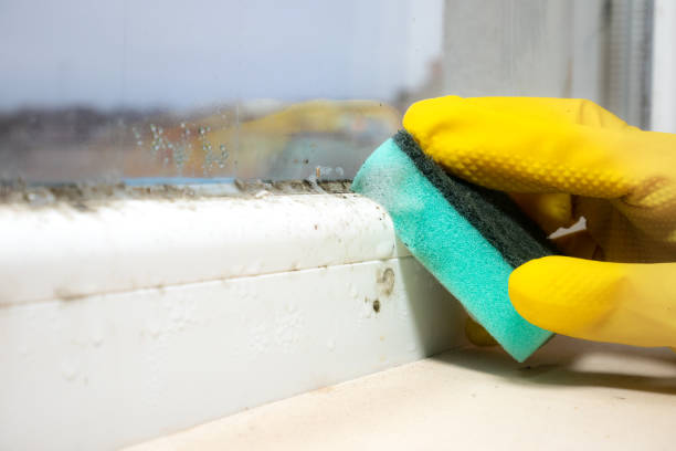 Best Mold Damage Repair  in Centuria, WI