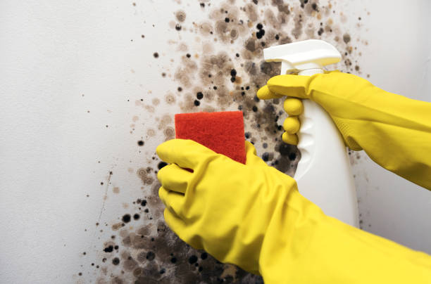 Best Black Mold Removal  in Centuria, WI