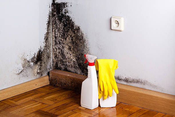 Best Mold Testing and Removal  in Centuria, WI