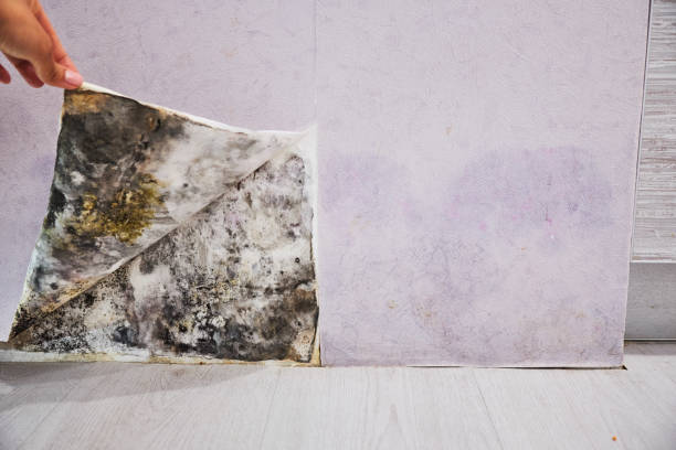 Best Best Mold Removal Companies  in Centuria, WI